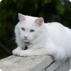 Породистый ангорский кот на перилах в парке