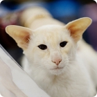 Кот породы Балинез с характерно выраженными чертами породы