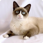Фотография очаровательной кошки породы Белоножка или SnowShoe