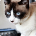 Домашний котик породы SnowShoe (порода в России - Белоножка)