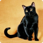 Статная кошка бомбейской породы