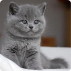 Фото серого котёнка породы британская короткошерстная