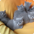 Фотография шестерых британских короткошерстных котят