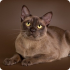 Фотография кошки стандарта бурманской породы