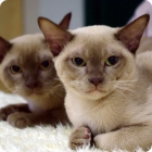 Две кошки бурманской породы но различных окрасов