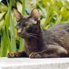 Фотография кошки гаванской породы