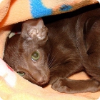 Фото котёнка кошки породы гавана