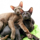 Пара кошек породы гавана