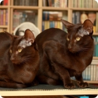 Кот с кошкой, представители породы кошек гавана