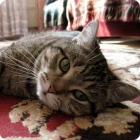 Кот короткошерстной породы отдыхает на ковре