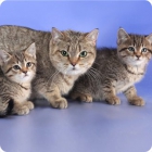 Фото короткошерстных европейских котят и их мамы кошки