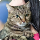 Фотография европейской короткошерстной кошки сидящей на плече