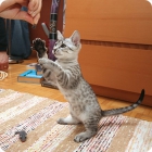 Фотография игриввого котёнка египетской мау