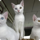 Котята с разноцветными глазами от кошки породы КАО МАНИ