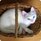 Фотография котёнка КАО МАНИ в корзинке