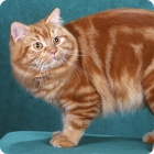 Фотография кимрской кошки рыжего окраса