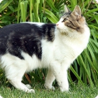 Фото на природе пятнистой кошки кимрской породы 