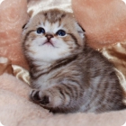 Фотография котёнка кимрской кошки