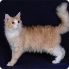 Фотография кота породы Ла-Перм рыжего окраса