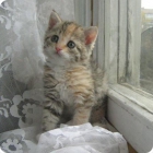 Фото маленького котёнка породы Ла-перм