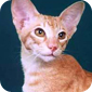 Фотография кошки породы Ориентальная