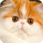 Фотография кошки породы Персидская