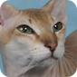 Фотография кошки породы Сфинкс петербургский