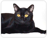 Фото ”стандартной” кошки породы Бомбейская