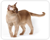 Фото ”стандартной” кошки породы Бурманская