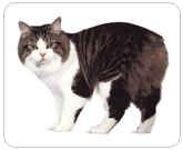 Фото ”стандартной” кошки породы Кимрская