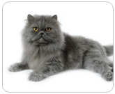 Фото ”стандартной” кошки породы Персидская