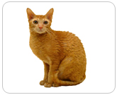 Фото ”стандартной” кошки породы Рекс корниш
