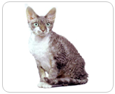 Фото ”стандартной” кошки породы Рекс девон