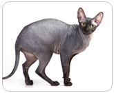 Фото ”стандартной” кошки породы Сфинкс донской