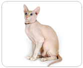 Фото ”стандартной” кошки породы Сфинкс петербургский