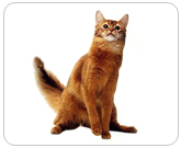 Фото ”стандартной” кошки породы Сомалийская