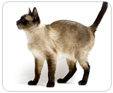 Фото ”стандартной” кошки породы Тайская