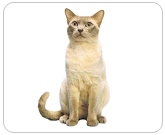 Фото ”стандартной” кошки породы Тонкинская