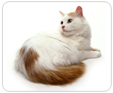 Фото ”стандартной” кошки породы Турецкая ван