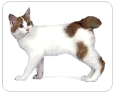 Фото ”стандартной” кошки породы Японская короткохвостая