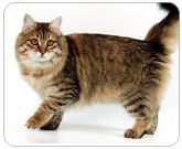 Фото ”стандартной” кошки породы Сибирская