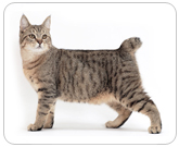 Фото ”стандартной” кошки породы Пикси-боб