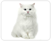 Фото ”стандартной” кошки породы Ангорская