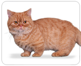Фото ”стандартной” кошки породы Наполеон