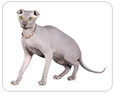 Фото ”стандартной” кошки породы Украинский левкой