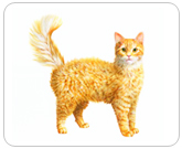 Фото ”стандартной” кошки породы Ла-перм