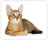 Фото ”стандартной” кошки породы Чаузи