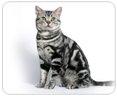 Фото ”стандартной” кошки породы Американская короткошерстная