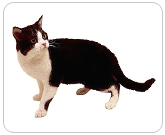 Фото ”стандартной” кошки породы Американская жесткошерстная