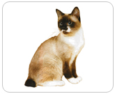 Фото ”стандартной” кошки породы Белоножка